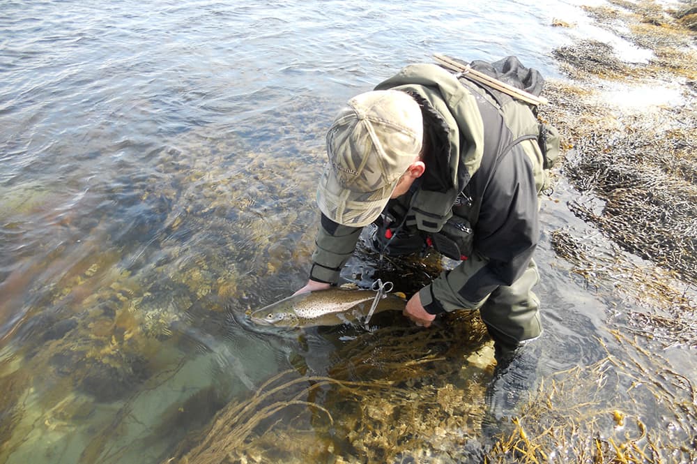 Releasing a sea trout in the shallows of a North Uist sea pool