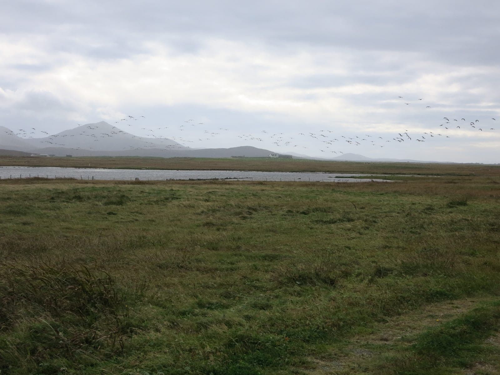 Geese flying over Loch Cille Bhànain, South Uist