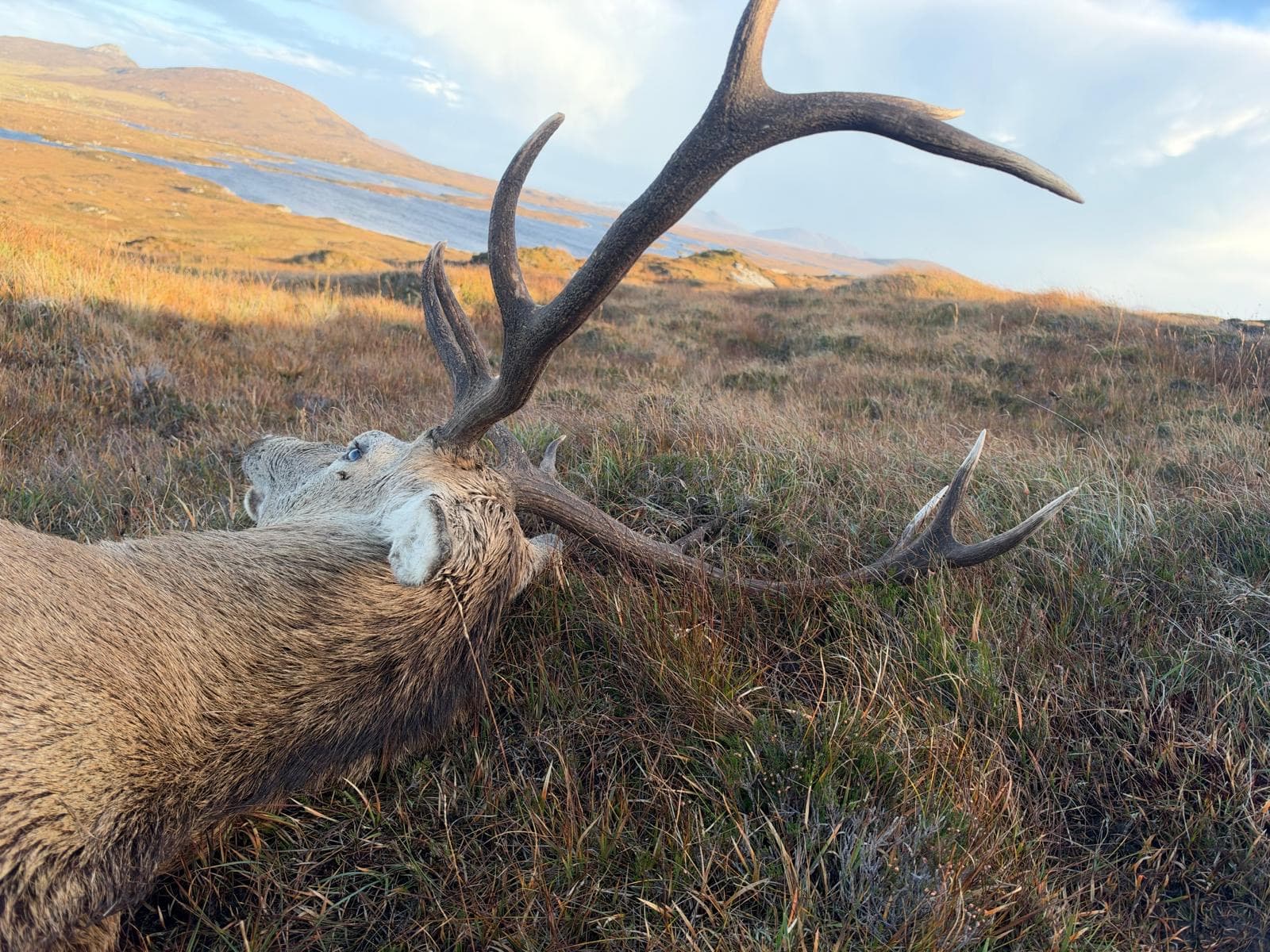 A stag's antlers against the moor and a loch on North Uist
