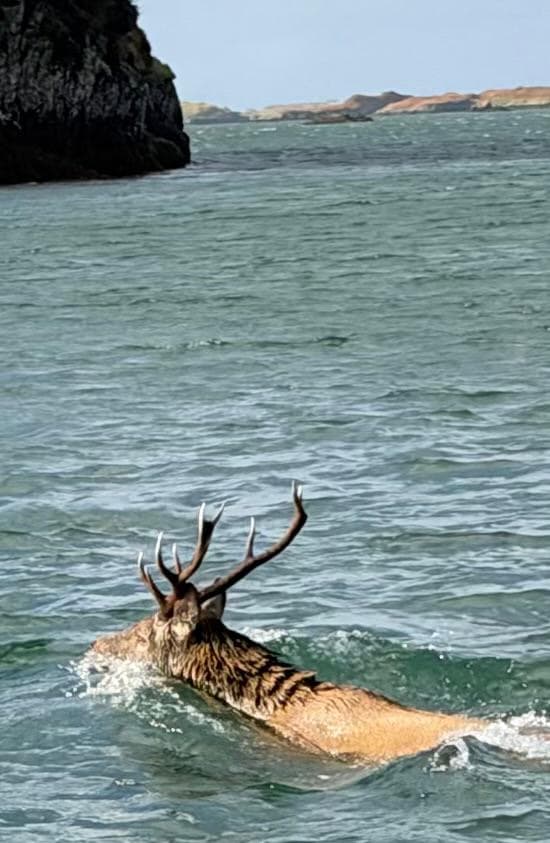 A red deer stag swimming across a sea loch on North Uist