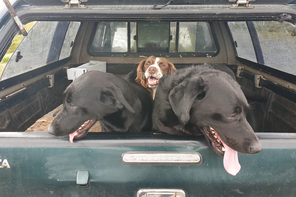 Gun dogs waiting in the back of a pickup on a wildfowling day